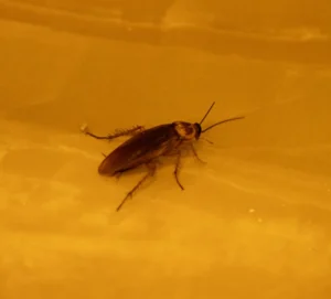 American Cockroach on a brown floor