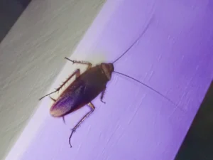 American Cockroach on a wall
