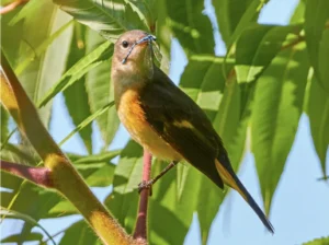 American Redstart Warbler perched on a tree branch 0