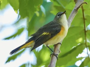 American Redstart Warbler perched on a tree branch