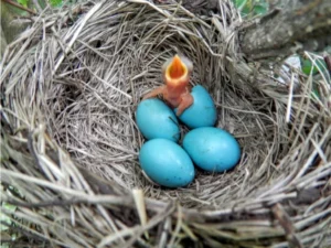 American Robin hatchling in a nest