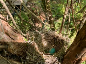 American Robin nest in a tree