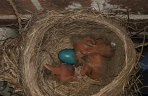 American Robin nest with 3 babies