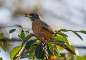 American robin eating berries in a tree
