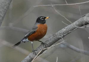 American robin on a dry branch
