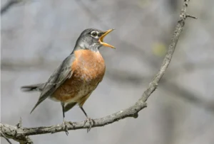 American robin perched on a branch