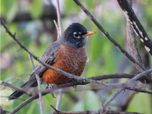 American robin perched on a dead tree branch