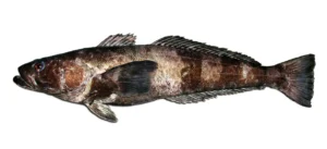 Antarctic toothfish side view