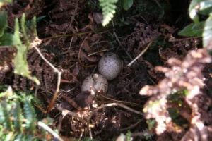 Antipodes Snipe nest with eggs