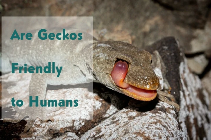 Are Geckos Friendly to Humans