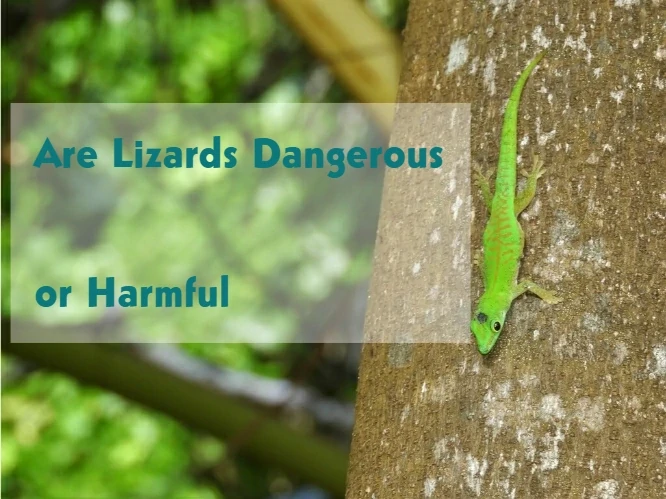 Are Lizards Dangerous or Harmful?