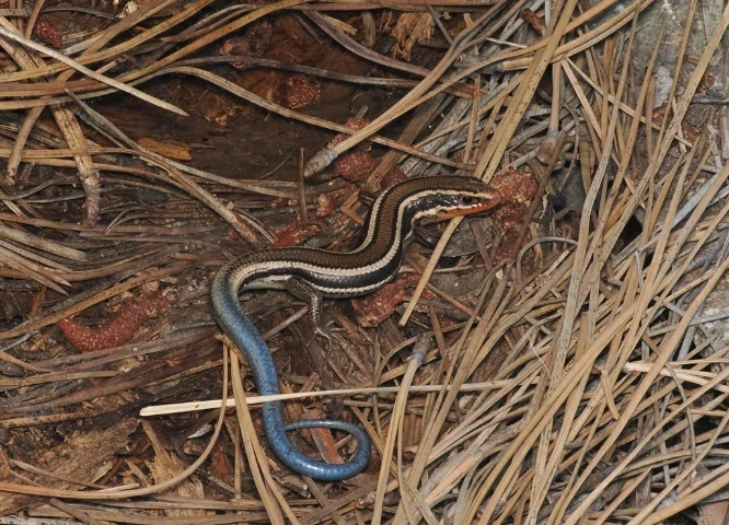 Are Lizards Dangerous to Dogs?