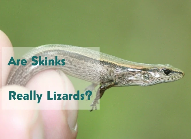 Are Skinks Lizards?