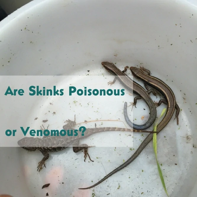 Are Skinks Poisonous or Venomous?