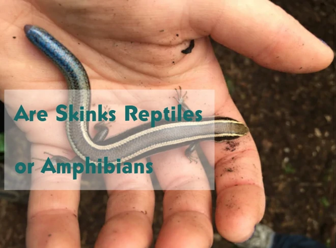 Are Skinks Reptiles or Amphibians