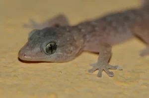 Australian marbled gecko 2