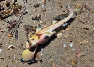 Baby Port Jackson Shark still attached to yolk