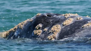 Back of a gray whale covered in Barnacles