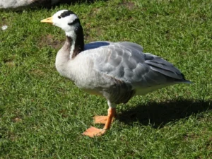 Bar-headed Goose on green grass
