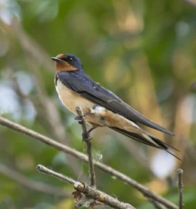 Barn Swallow