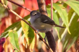 Bell's Vireo