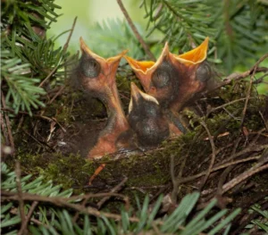 Bicknell's Thrush nest with babies
