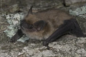 Big Brown Bat