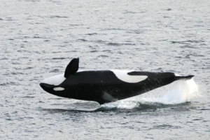 Bigg's Killer Whale breaching the water 0