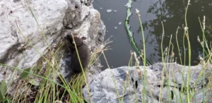 Black Rat climbing a rock