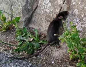 Black Rat next to a wall