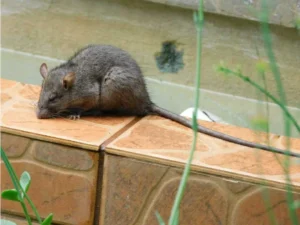 Black Rat sitting on top of a wall