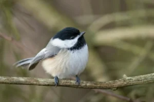 Black-capped Chickadee