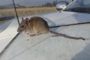 Black rat in a glass cage