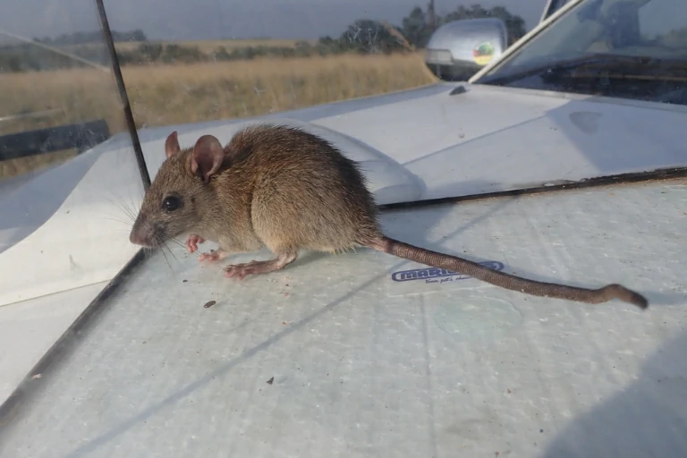 Black rat in a glass cage