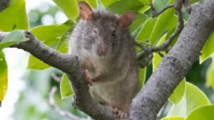 Black rat in a tree 0