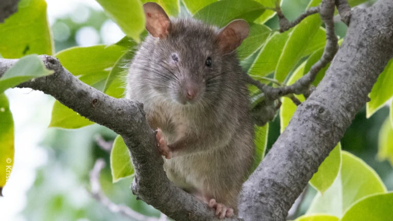 Black rat in a tree 0