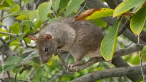 Black rat in a tree