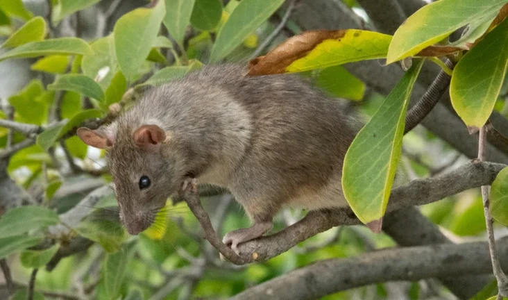 Black rat in a tree