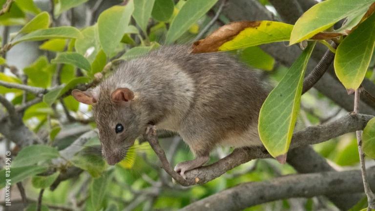 Black rat in a tree