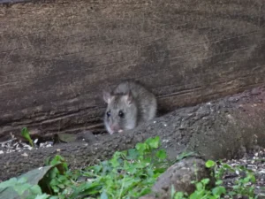Black rat next to a large rock 0