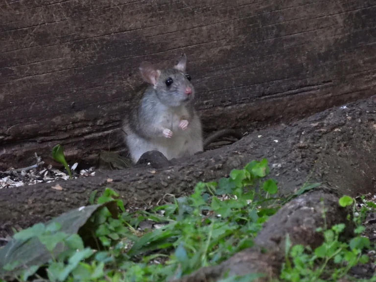 Black rat next to a large rock