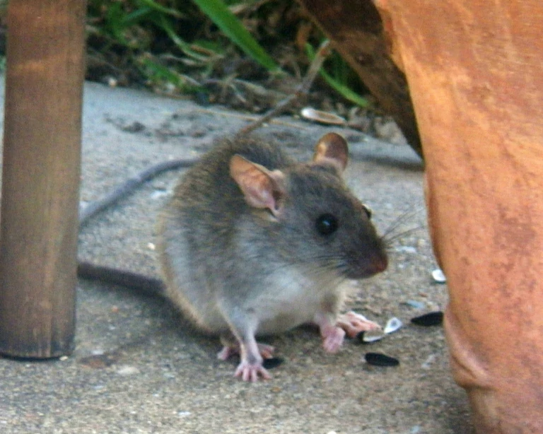 Black rat on a pavement