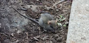 Black rat on the ground next to the pavement