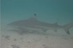 Black-tipped reef shark