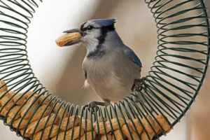 Blue Jay eating peanut out of a bird feeder 2