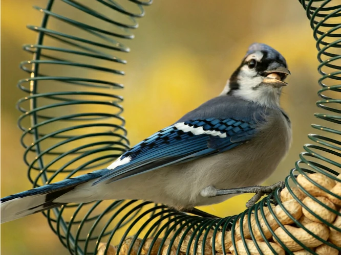 Blue Jay eating peanuts out of bird feeder