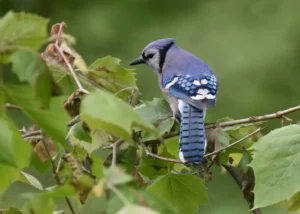 Blue Jay on a shrub