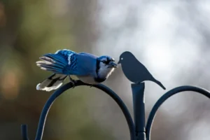 Blue Jay perched on a bird feeder