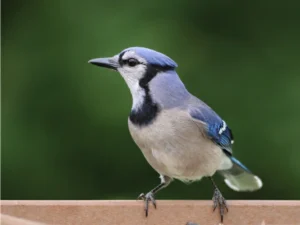 Blue Jay perched on a wall