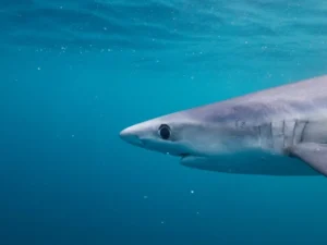 Blue Shark